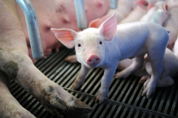 Neutering is done to encourage slaughter pigs to grow fatter and prevent a potent smell said to emit from the fatty meat of non-neutered boars