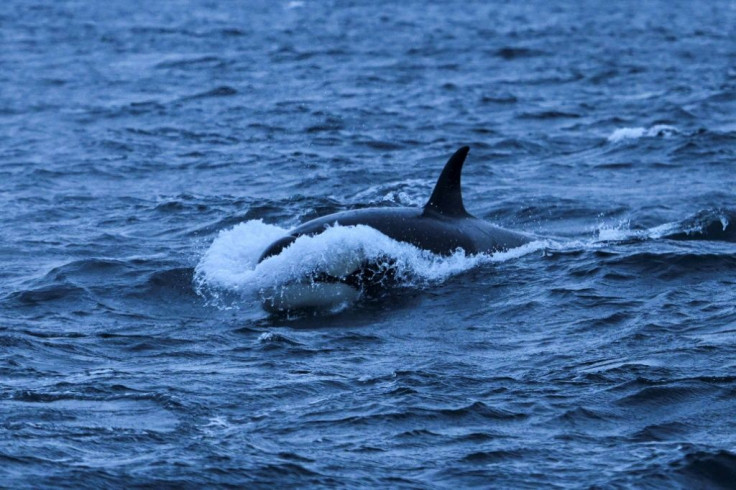 Google said it was developing ways to use artificial in tracking whales as part of efforts to protect endangered species