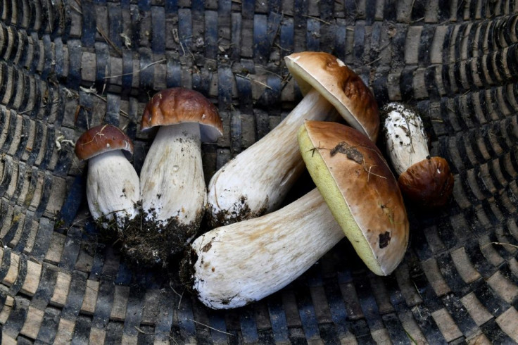 Cep mushrooms are prized by gourmet food fans, and French officials set strict limits on how many a person can gather in the wild.