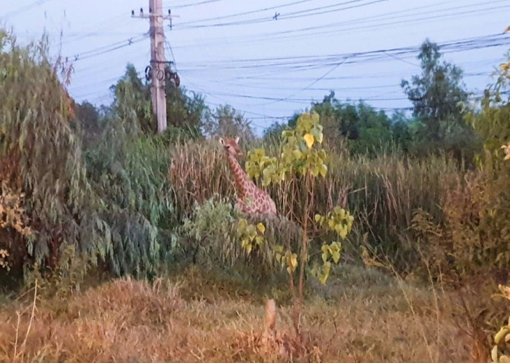 Two giraffes made the daring bid for freedom from the back of a poorly secured container truck