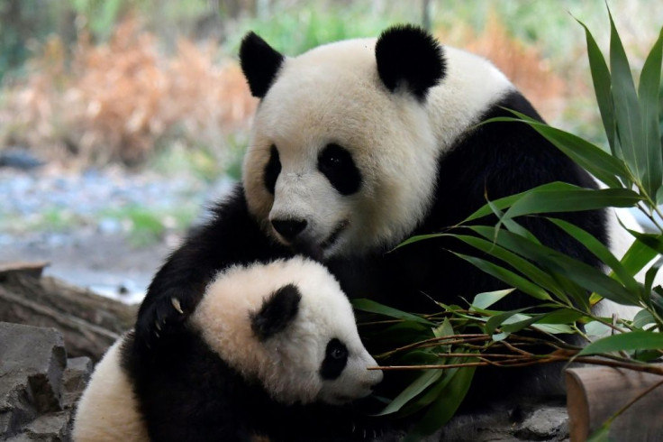One of the two giant panda cubs with his mother Meng Meng at their enclosure during the first presentation to the media at the Berlin Zoo