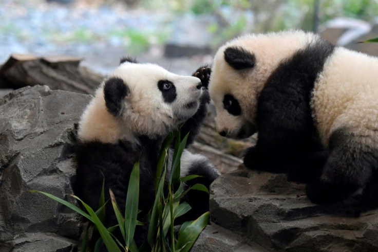 Meng Yuan and Meng Xiang, two Berlin-born Chinese panda cubs, make their public debut on Thursday