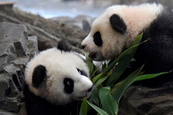 The male panda cubs are five months old and their names mean "long-awaited dream" and "dream come true"