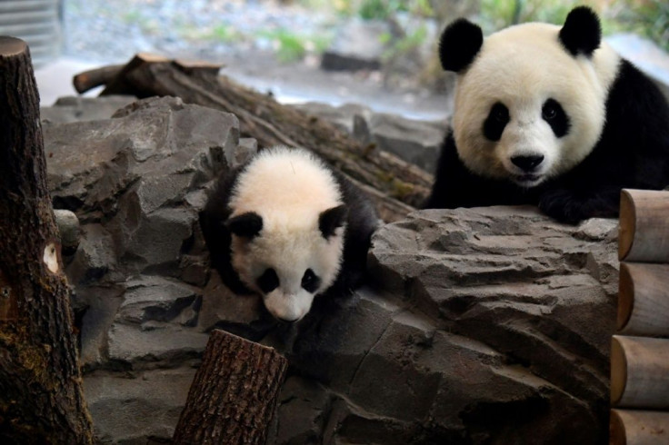 The mother Meng Meng was brought to Berlin in 2017 along with Jiao Qing, who is the proud father