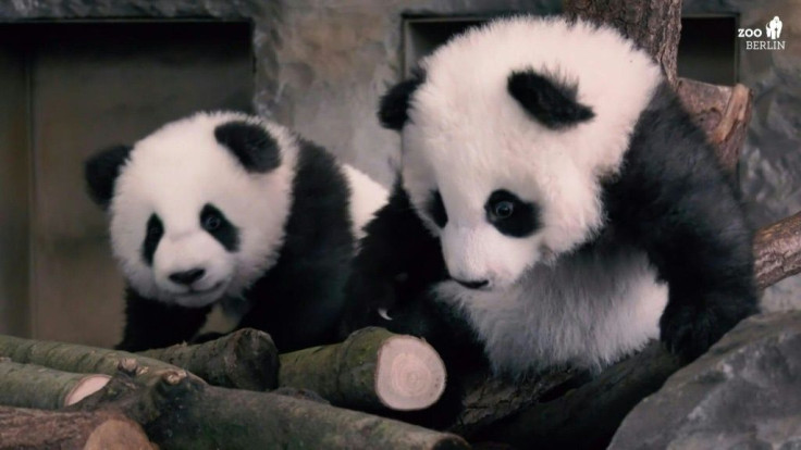 Five-month-old male Meng Xiang ("long-awaited dream") and Meng Yuan ("dream come true") panda cubs, make their first public appearance at the Berlin Zoo.