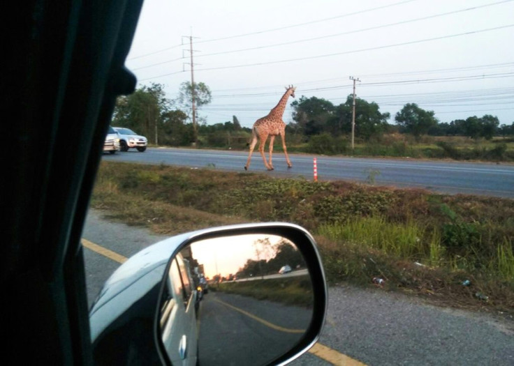 One of the runaway giraffes was spotted crossing the road in Bang Khla, Thailand