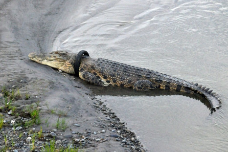 The huge crocodile has had the motorcycle tyre around its neck for several years