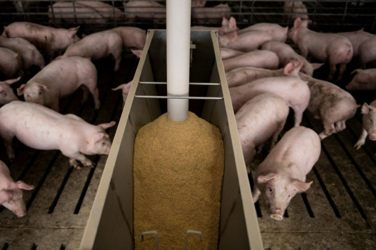 Hogs are seen at Illinois farmer Brian Duncan's farm in Polo, Illinois