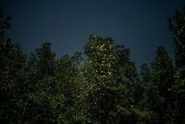 One of Nature's most entrancing spectacles -- fireflies -- is also being snuffed out by artificial light pollution
