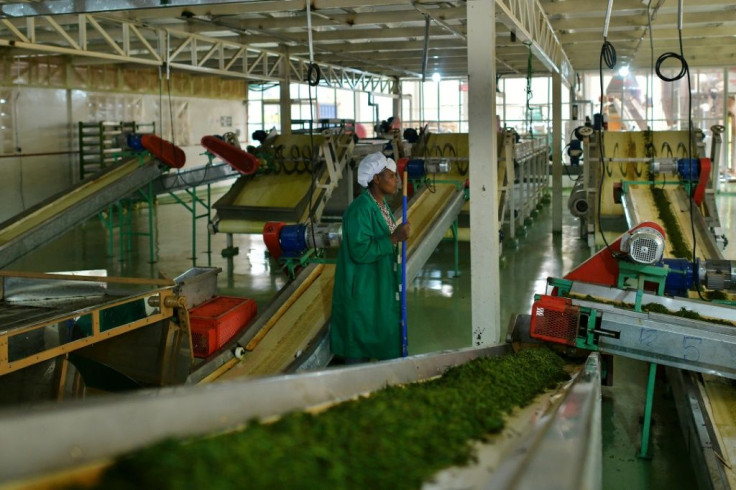 A factory worker keeps an eye as freshly rolled tea leaves are delivered for fermentation at a plant in Nyeri, Kenya in September 2019