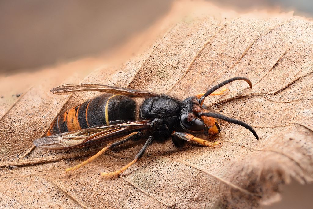 Asian Hornet Invading Europe, German Specimen Shows Species Is ...