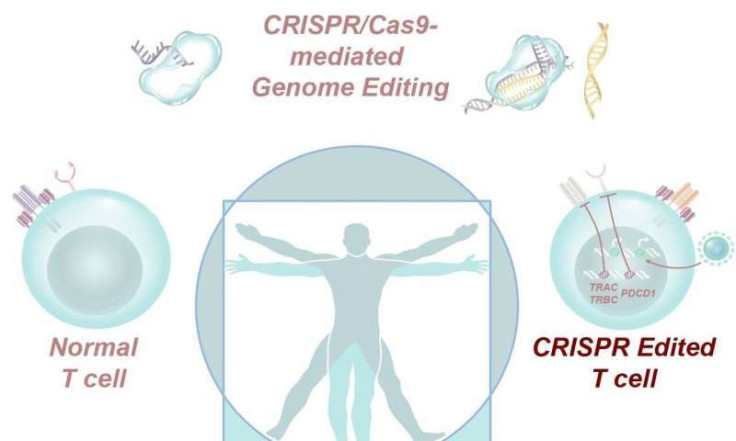 CRISPR Edited Gene Cells