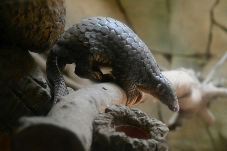 Researchers at the South China Agricultural University have identified the scaly pangolin as a 'potential intermediate host' for the virus