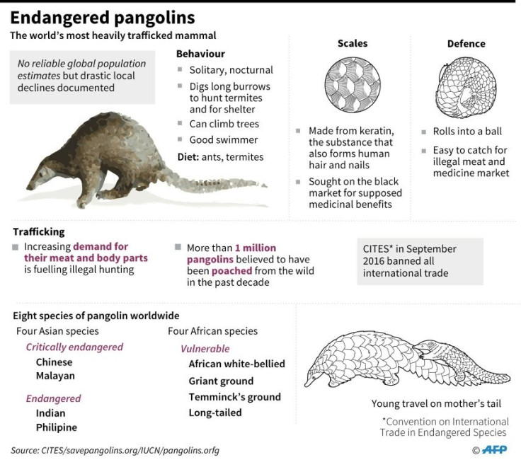Graphic on pangolins, the world's most heavily trafficked mammals.