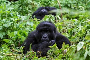 Thanks to conservation efforts and anti-poaching patrols, the population of mountain gorillas has grown to more than 1,000