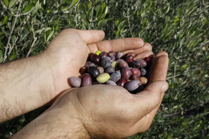 Olives picked in northern Cyprus face obstacles making it to market