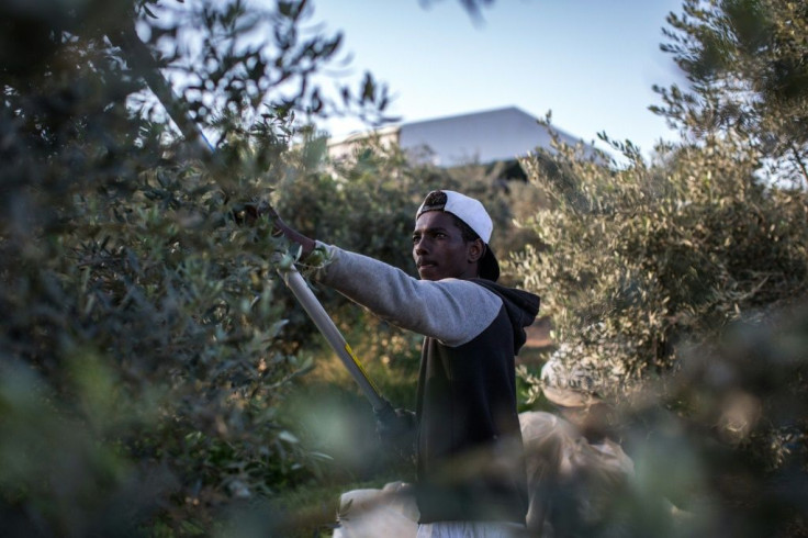 Workers pick olives during harvest season in the Greek-Cypriot village of Agios Ioannis