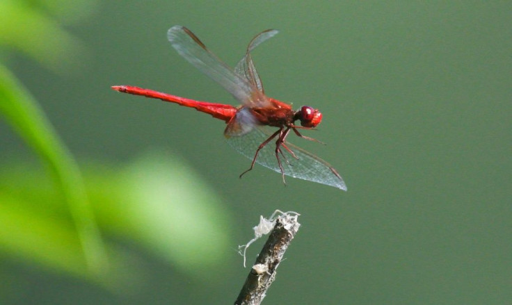 The disappearance of bugs that fly, crawl, burrow, jump and walk on water is part of a gathering mass extinction event