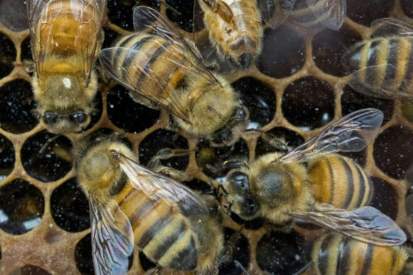 US biologists have now decoded over 1,500 honey bee dances to providing conservation groups trying to boost the imperiled species' population with new insights into their foraging preferences