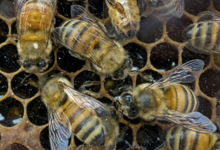 US biologists have now decoded over 1,500 honey bee dances to providing conservation groups trying to boost the imperiled species' population with new insights into their foraging preferences