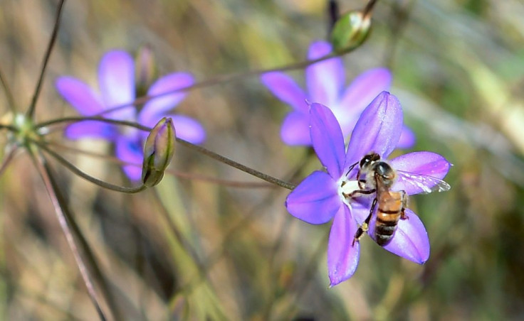 Many conservation groups are actively involved in trying to revive prairies, but there are major gaps in our understanding about the bees' foraging strategies and how best to help them