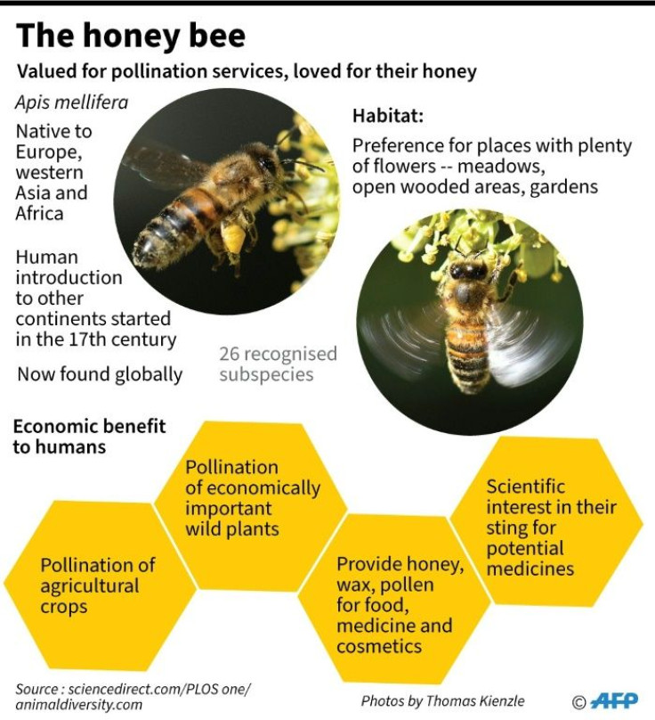 Factfile on honey bees.