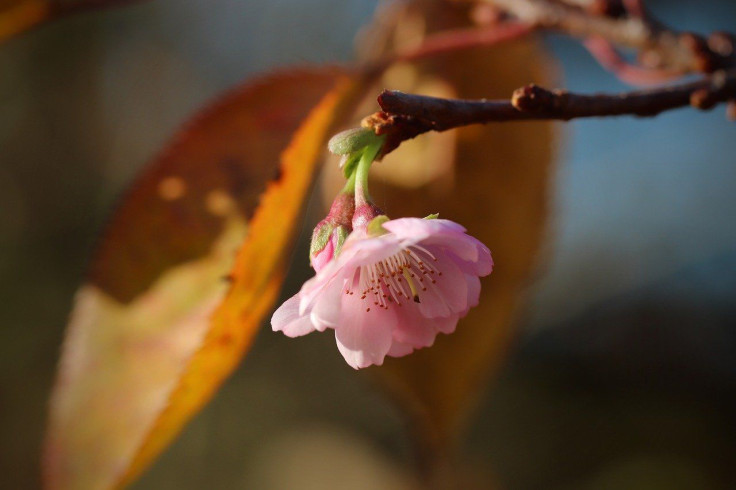 Plant Species