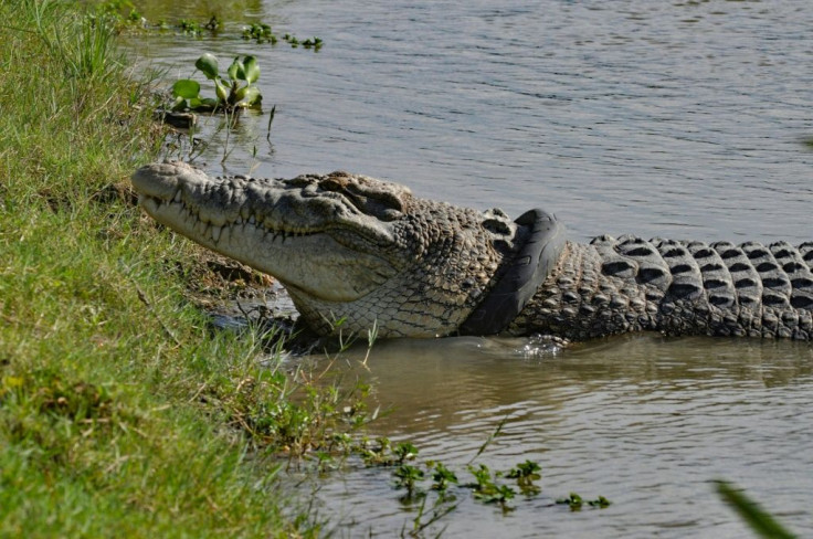 Wildlife officials fear the croc could be strangled by the tyre around its neck