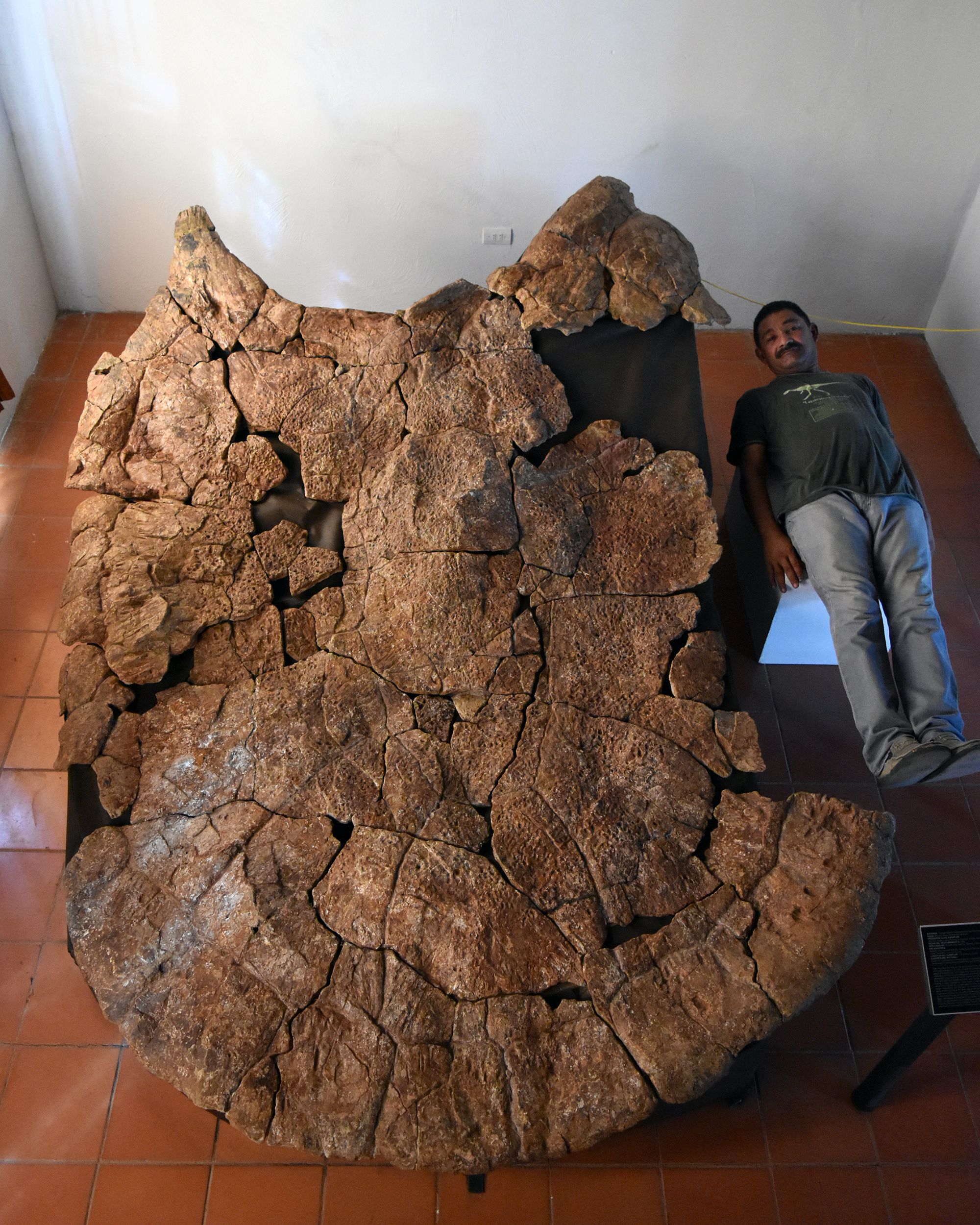 Paleontologists Unearth Remains Of Car Sized Prehistoric Turtle With