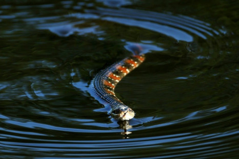 One resident said he saw around 25 Florida water snakes gather at a park in Lakeland, southwest of Orlando
