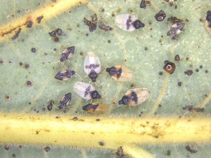 Lace Bugs