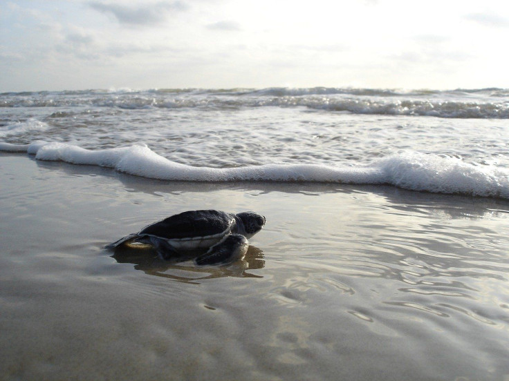 Green Sea Turtle