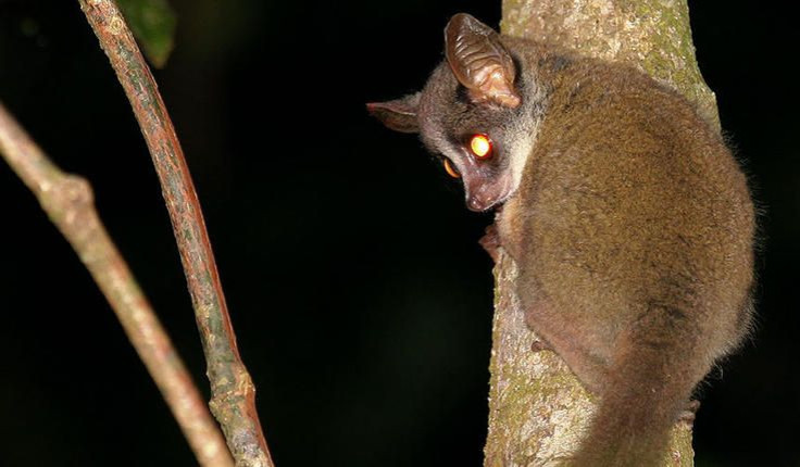 Taita Mountain Dwarf Galago