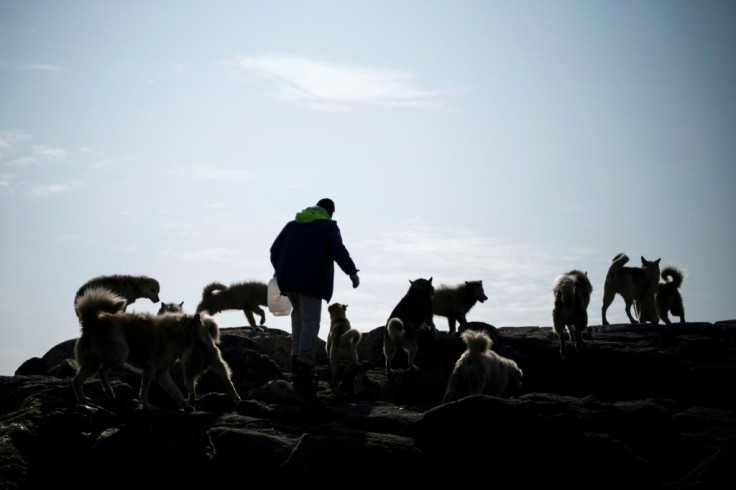 Kunuk Abelsen, a 27-year-old musher arrives at the island where his dogs are kept near Kulusuk, Greenland