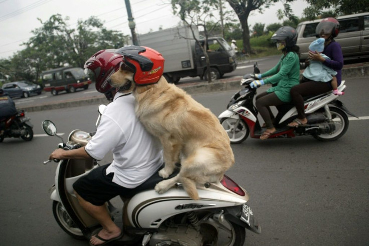 Handoko Njotokusumo and Ace ride through traffic during their weekend joy ride on a motorcycle in Surabaya, Indonesia