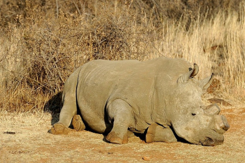 Poachers are hunting rhinos in Botswana and South Africa for their horns which are wrongly believed to have medical value