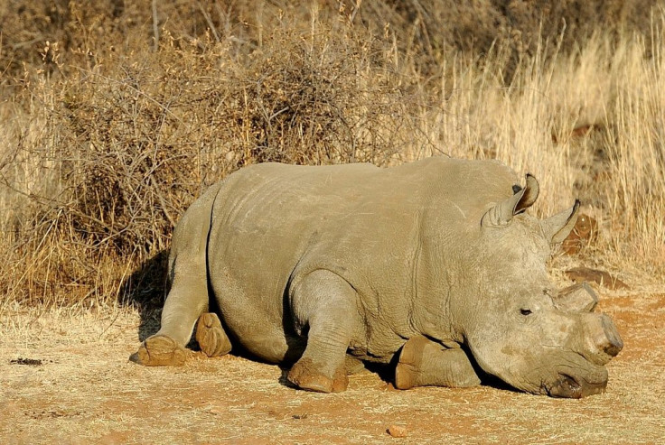 Poachers are hunting rhinos in Botswana and South Africa for their horns which are wrongly believed to have medical value