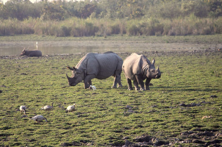 One Horned Rhino