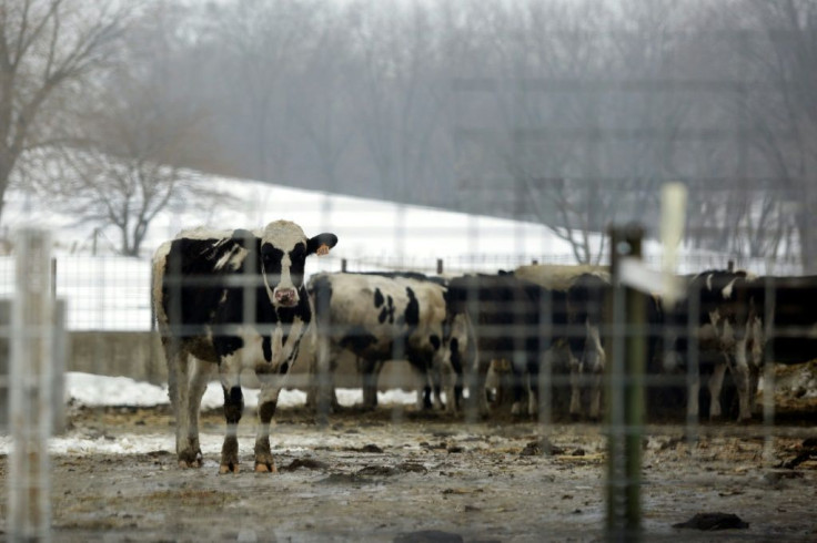 A majority of US farmers and ranchers expect flat or lower profits and declining investment in 2020 despite much-touted new US trade agreements, according to a survey