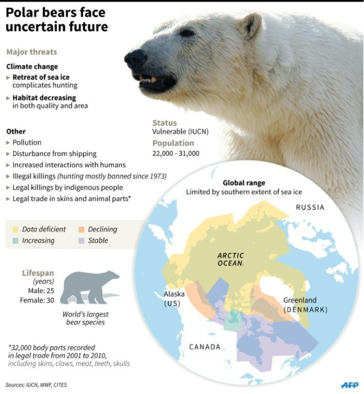 Factfile on polar bears, whose survival is threatened by global warming and related threats