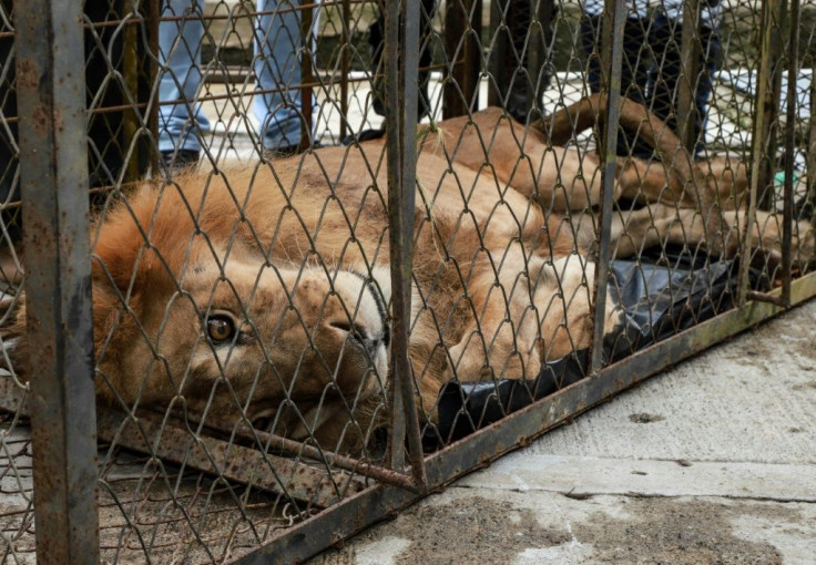 Twenty-year-old lion Jupiter does not have the strength to stand up after almost two years of being kept in dreadful conditions