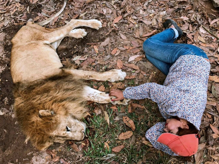 Keeper Ana Julia Torres rests next to Jupiter, a diminished 20-year-old lion, at Los Caimanes zoo in Monteria, Colombia