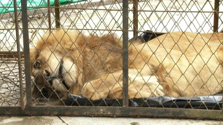 Jupiter, a 20-year-old lion, is flown to the Columbian city of Cali after he was found severely malnourished in the care of regional authorities.