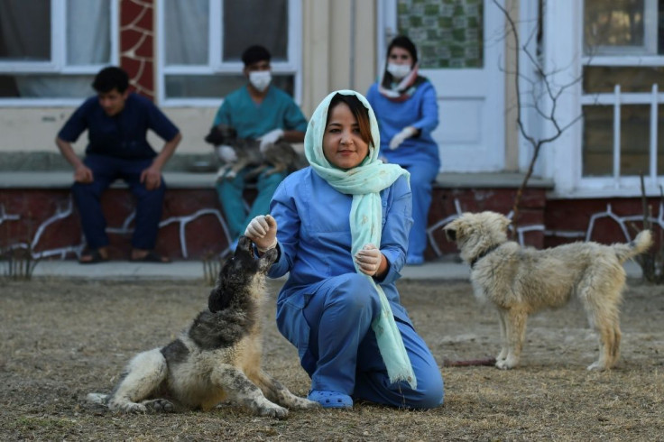Head Veterinarian Tahera Rezai is pessimistic about her prospects if the insurgentsÂ return to government, even in a truncated capacity