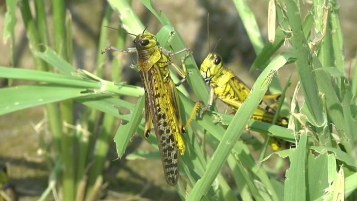 The worst pest plague in nearly three decades has wiped out entire harvests in Pakistan's agricultural heartlands