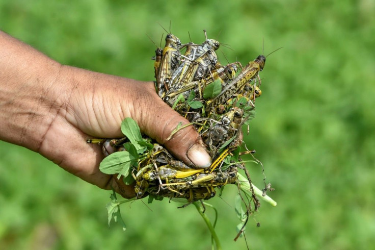 Clouds of the noxious gas envelop the nearby fields each morning, where villagers gather the husks of dead insects for an official bounty of 20 rupees (13 cents) per kilogramme bag