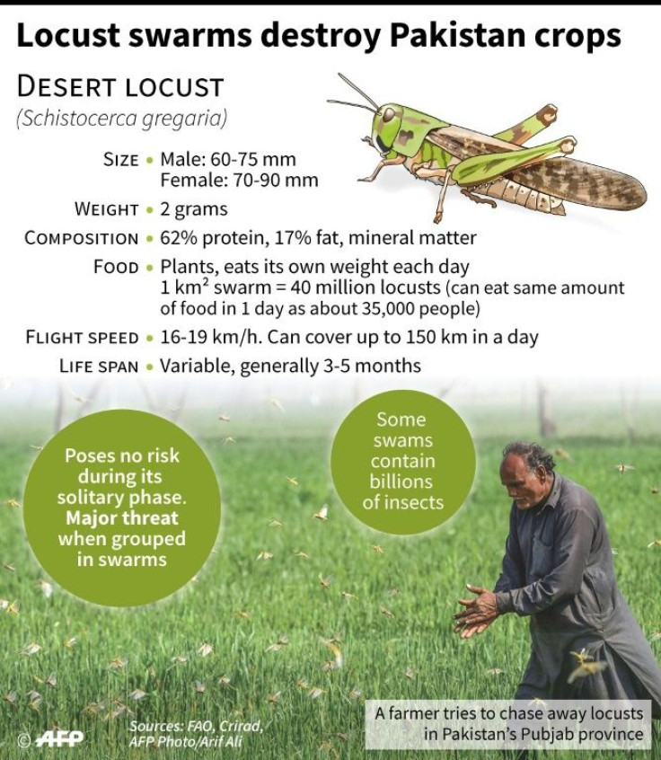 Key statistics on the desert locusts which are decimating harvests in Pakistan's agricultural heartlands