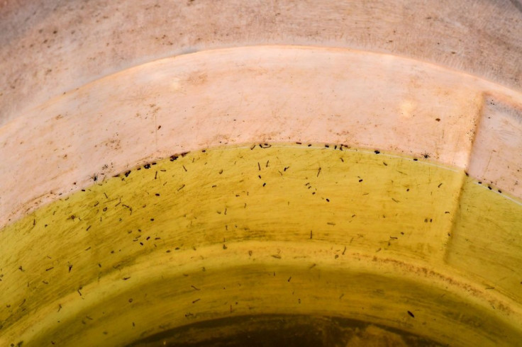A discolored container of drinking water seen layered with  insects and larvae in the indigenous community of Mision Chaquena, near the town of Embarcacion in Argentina's Salta province