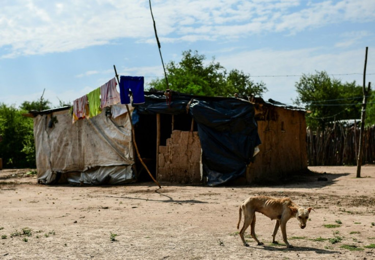 A dog walks past a dwelling in the Wichi indigenous community of Mision Chaquena in Argentina's northern Salta Province