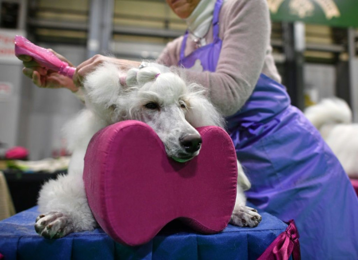 Coronavirus failed to put a dampener on the world's biggest dog show, Crufts